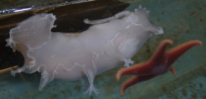 A sea slug producing an egg case with a sea star