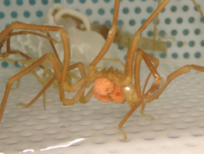 A sea spider with three orange egg cases