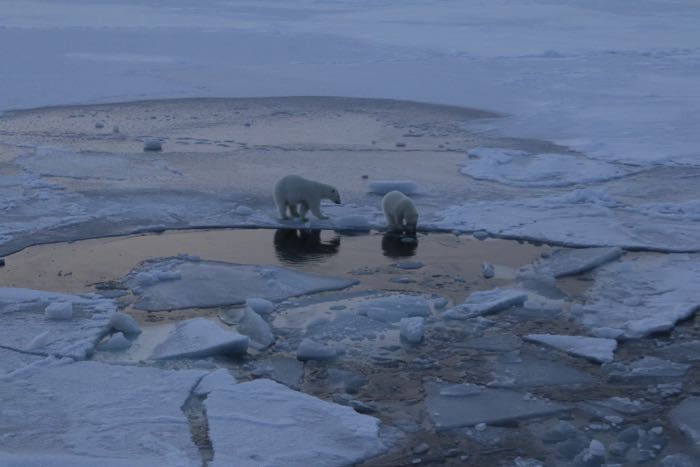 Polar bears