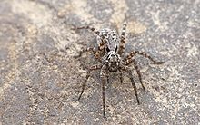 Wolf Spider