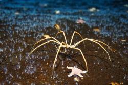 A giant sea spider towers over a field of polyps at Turtle Rock, Antarctica.