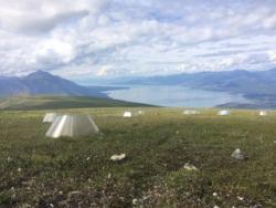 Warming chambers in alpine tundra near Kluane Lake, Yukon, Canada.