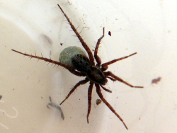 Female wolf spider in Alaska