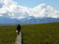 Tundra boardwalk at Toolik Field Station, Alaska