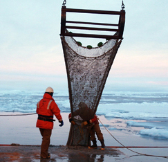 Trawling for organisms off the Antarctic peninsula