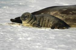 Weddell seal pup (Photo by Michael League)