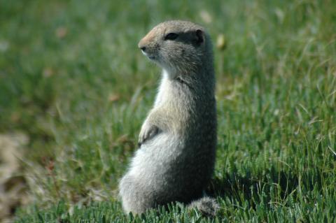 Arctic Ground Squirrel