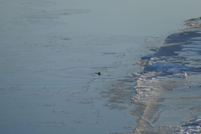 Ice edge with bearded seal. As the Arctic changes, there will likely be more areas where sea ice melts early in the summer season. This may change the timing of phytoplankton growth, with impacts throughout the food web and on the way that carbon moves through the environment. Photo by Bill Schmoker (PolarTREC 2015), Courtesy of ARCUS.  