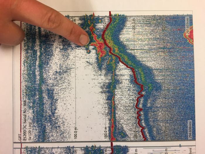 An EK 60 echogram used to locate krill before setting the bongo nets and tucker trawl. Dr. Kristina Kvile points to the location of a suspected krill swarm. Aboard the R/V Sikuliaq in the Beaufort Sea. Photo by Lisa Seff (PolarTREC 2017), Courtesy of ARCUS.