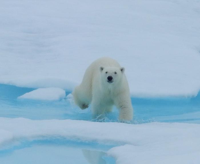 A polar bear approaches the USCGC Healy icebreaker in the northern Chukchi Sea. Photo by Sandra Thornton (PolarTREC 2016), Courtesy of ARCUS