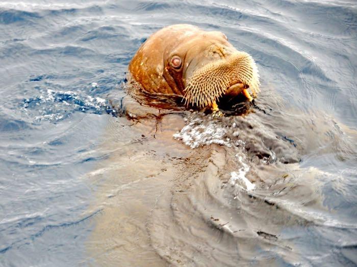  Sometimes you find sediment in sea ice cores. And sometimes it turns out to just be poop from a walrus like this one. Photo by Sandra Thornton (PolarTREC 2016), Courtesy of ARCUS.  