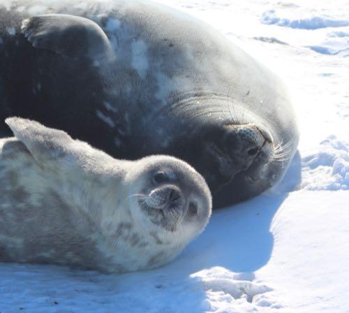 What are you doing? Baby seal