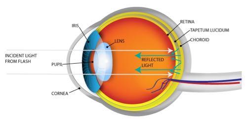 Anatomy of eye containing tapetum lucidum