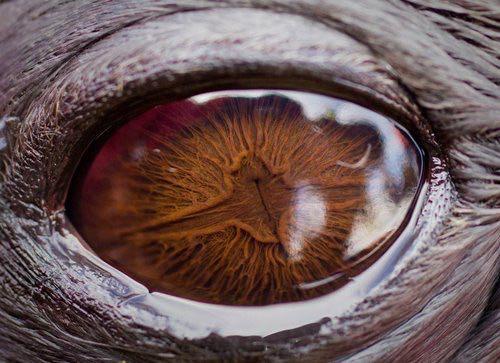 Up-close view of a Weddell seal eye