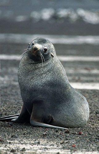 Fur Seal