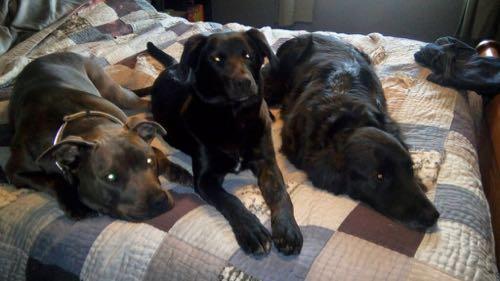 My doggie nephews and niece left to right Remington, Beckett, and Von.