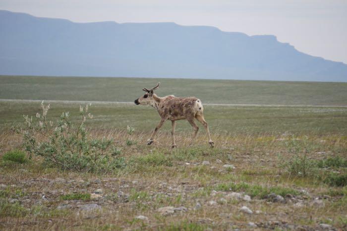 Caribou at Imnavait