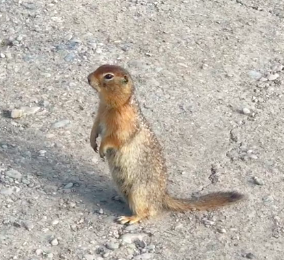 Ground Squirrel