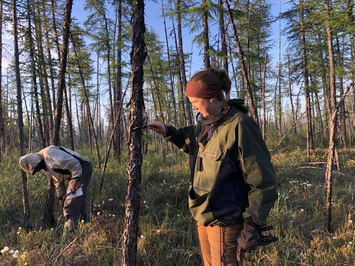 Measuring larch tree DBH (diameter at breast height)