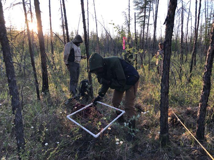 Collecting data on vegetation using a point intersect grid