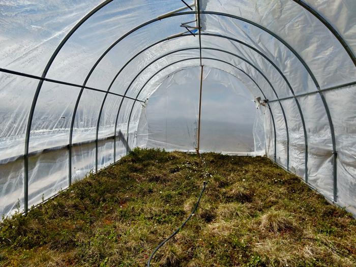 Inside of the greenhouse.