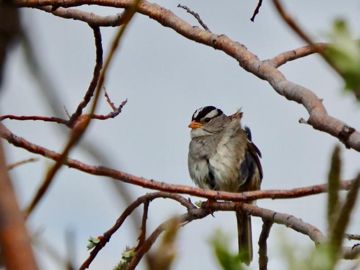 White-crowned Sparrow (Zonotrichia leucophrys)