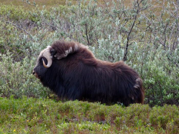 Muskox (Ovibos moschatus)