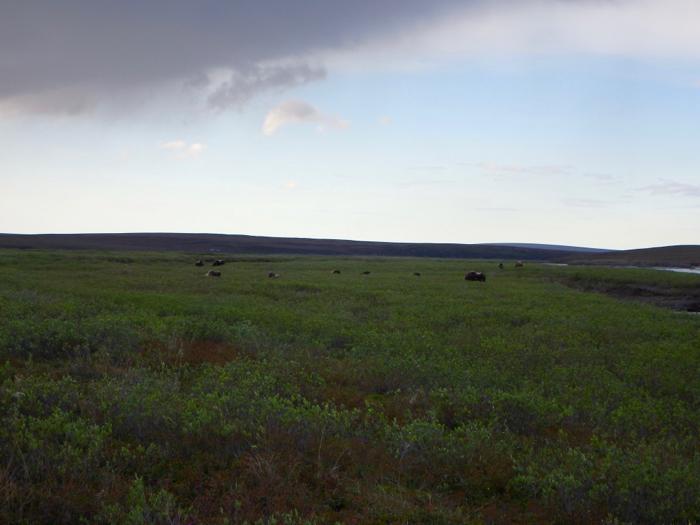 Muskox Herd (Ovibos moschatus)