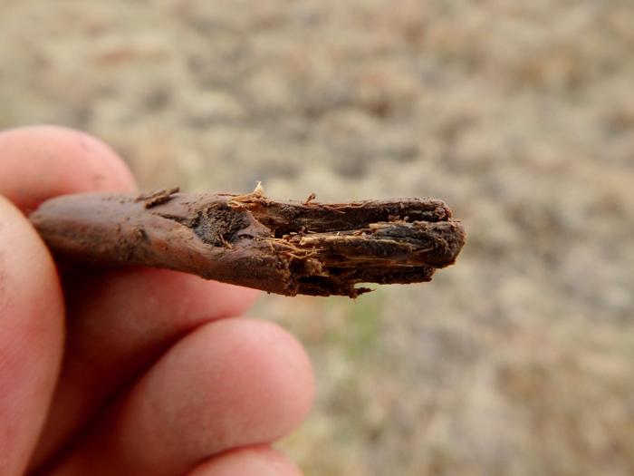 Branch Within Permafrost