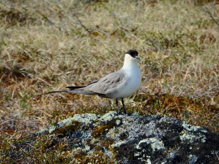 Long-tailed Jaeger (Stercorarius longicaudus)