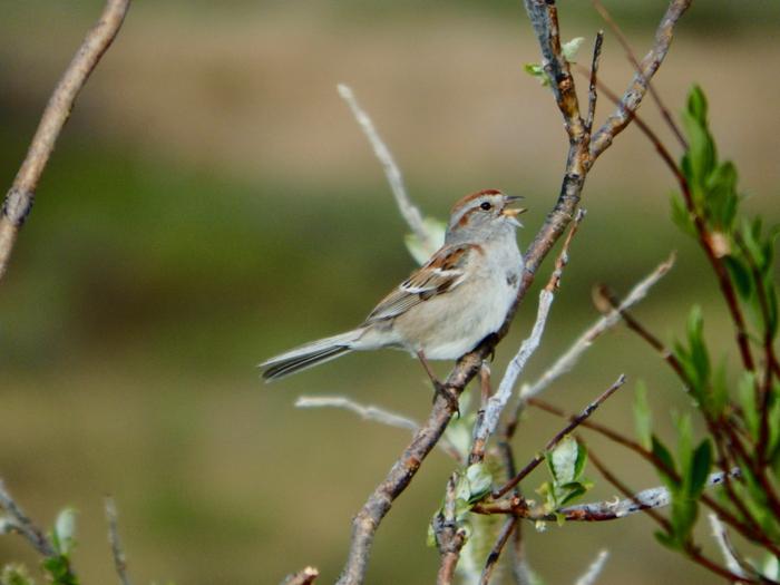 American Tree Sparrow (Spizella arborea)