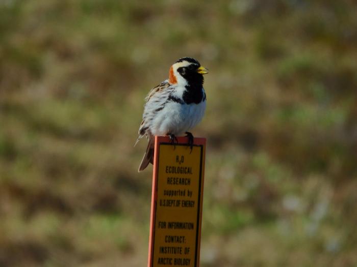 Lapland Longspur (Calcarius lapponicus)