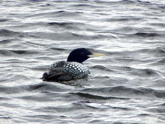 Yellow-billed Loon (Gavia adamsii)