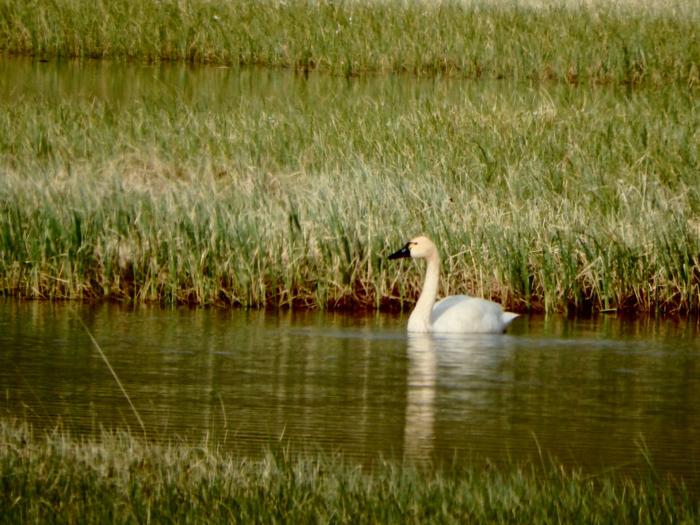 Tundra Swan (Cygnus columbianus)