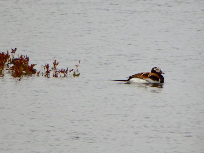 Long-tailed Duck (Clangula hyemalis)