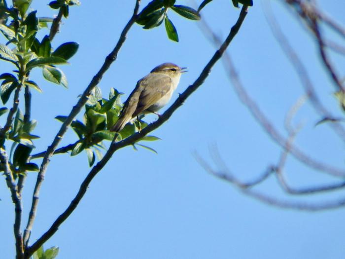 Arctic Warbler (Phylloscopus borealis)