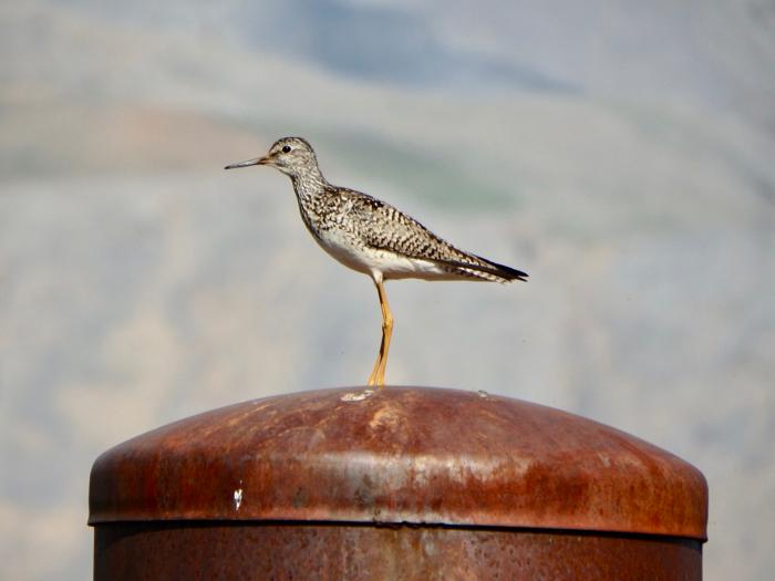 Lesser Yellowlegs (Tringa flavipes)