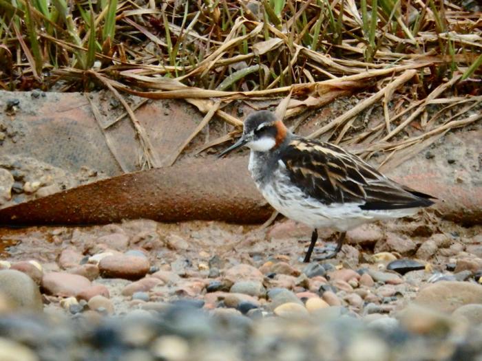 Red-necked Phalarope (Phalaropus lobatus)