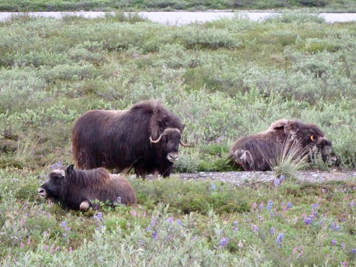 Muskox (Ovibos moschatus) with Calves