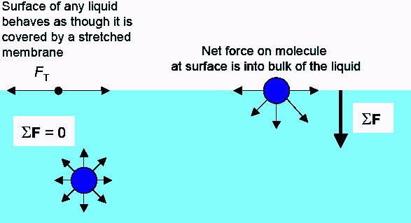 Cohesive Force in Water