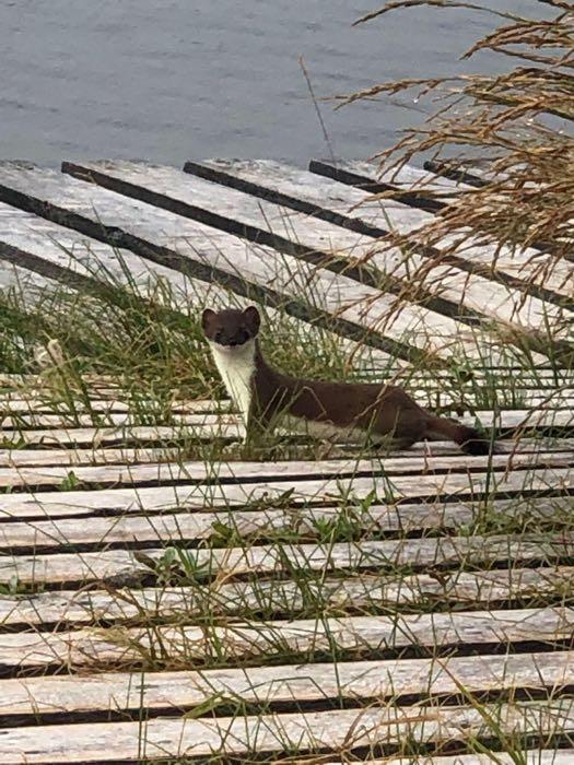 Ermines are a type of weasel.  This one was very curious about us and was running in and out of the boardwalk planks.