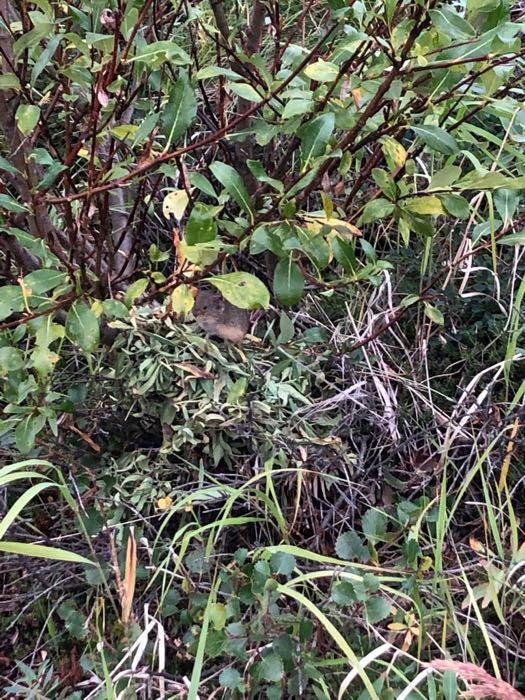 I managed to get a quick picture of a vole that I encountered on my walk the other day. 