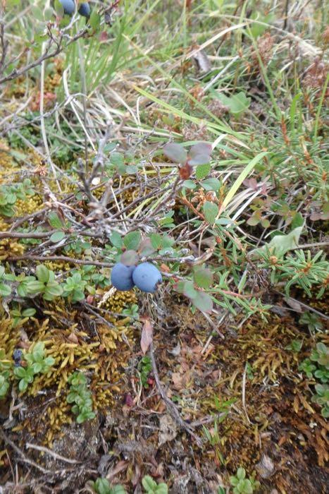 Alpine blueberries are another common berry that is seen in the tundra. The berries are slightly more tart than those at the grocery store, but are good tundra snacks!