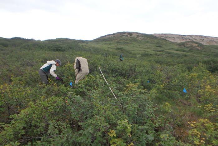 Flags are used to make harvesting sites more visible for researchers.  Here Amanda Young and Dr. Peter M. Ray identify willow species and place identification tape on them.