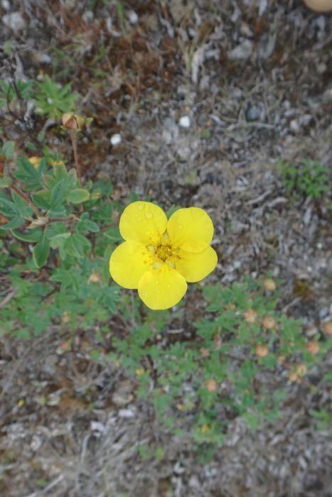 Flowering plants have developed many interesting adaptations to attract pollinators.