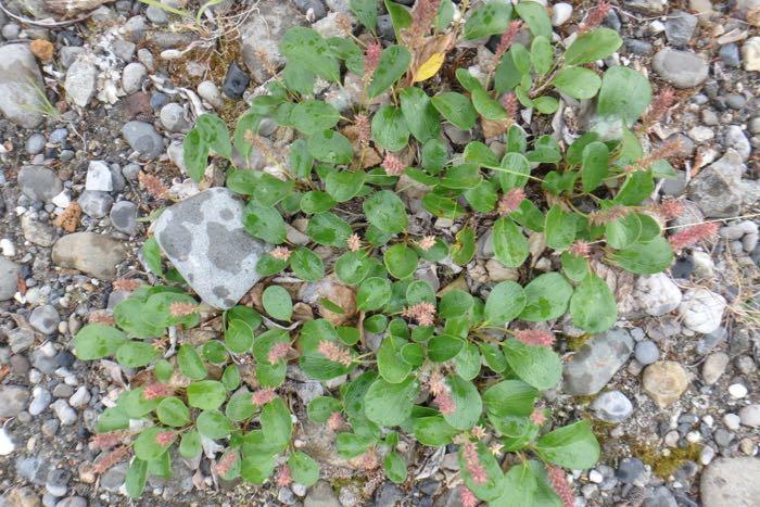 Drawf willow plant species.  This plant could be many years old, but grows very slowly.  Willows are a species that make the cryoprotectant compounds.