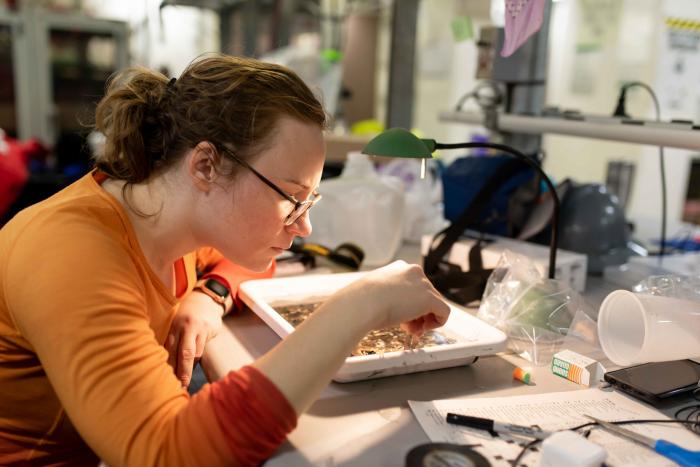 Kelly Uhlig, a graduate student, looks at a van Veen sample under the microscope at the Healy lab.