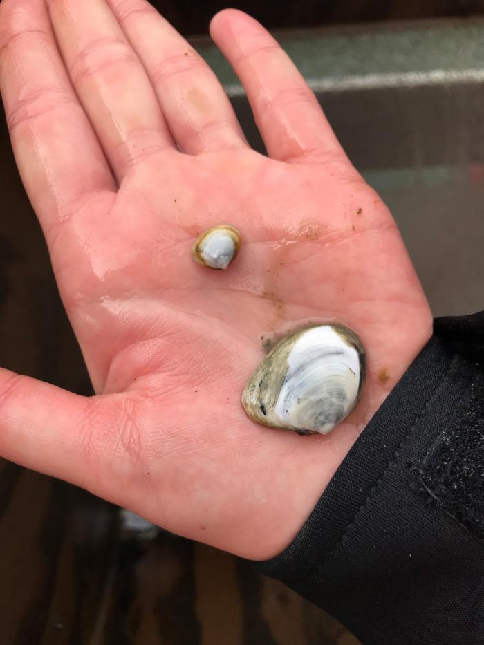 Two species of the dominant clam Macoma.