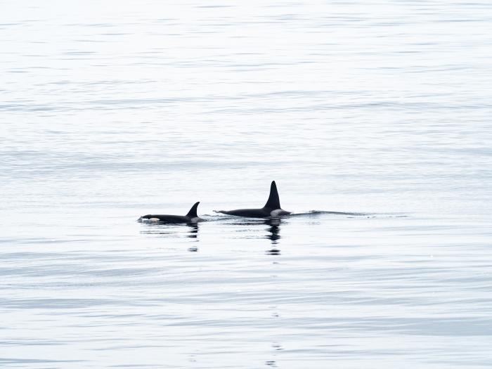 Orca whales from the Healy (Courtesy of Lindsey Leigh Graham)