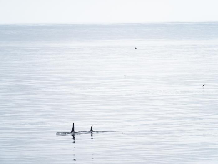 Two Orcas from the Healy (Courtesy of Lindsey Leigh Graham)